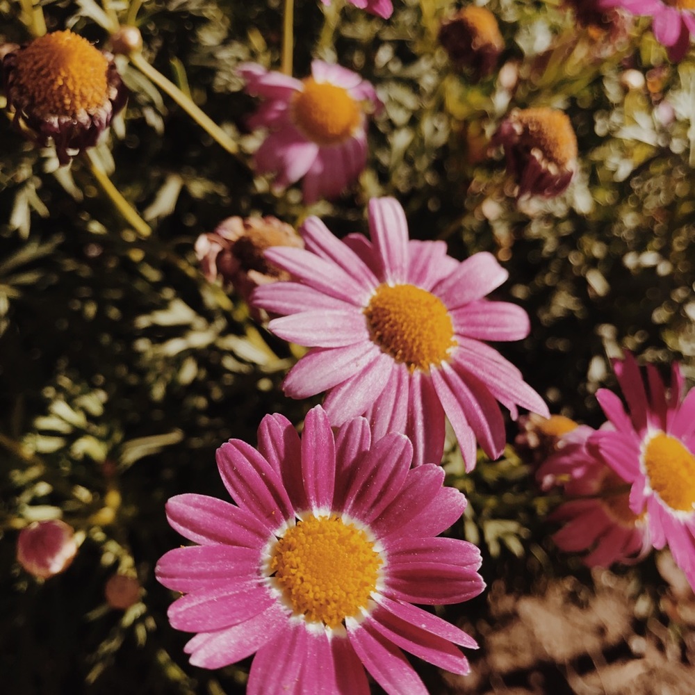 Meet your Posher, Alexis